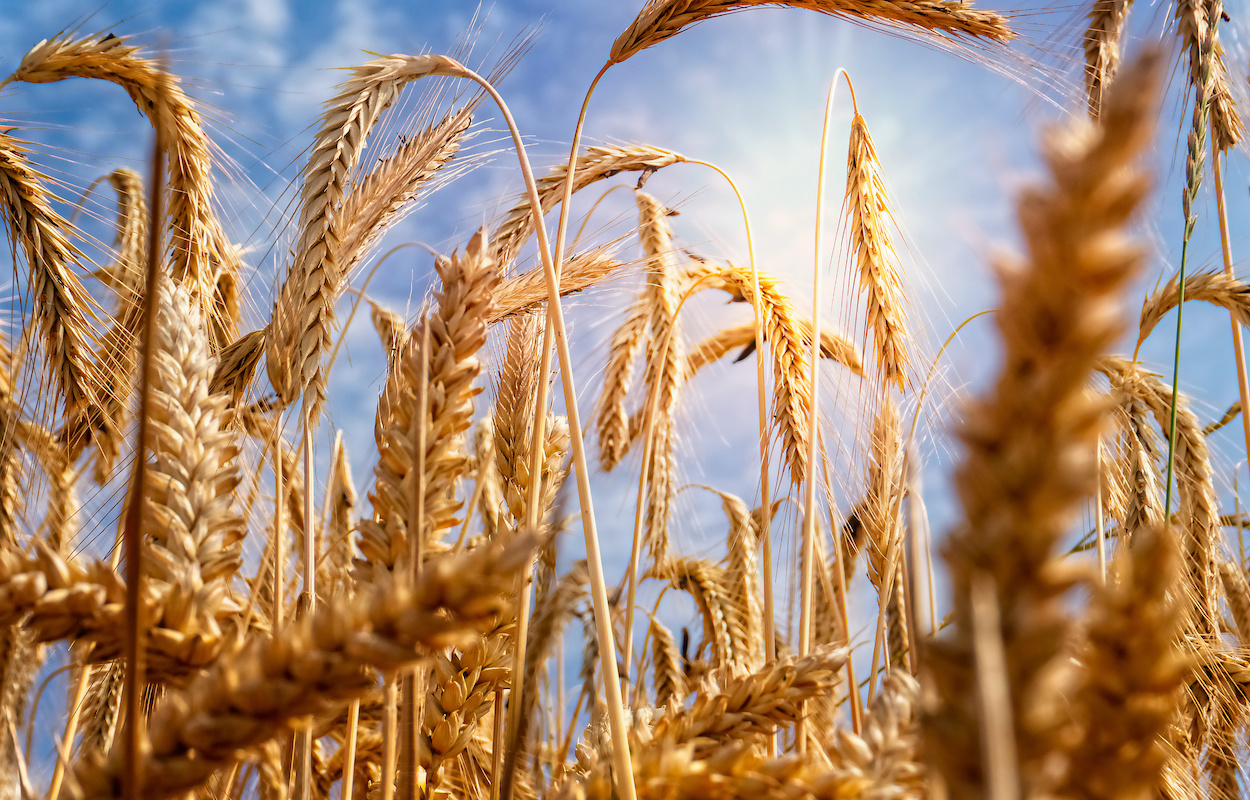 Guerre en Ukraine: Une affaire de blé